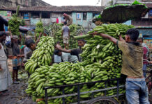 Μπανάνες από την Ινδία εισάγει η Ρωσία ως αντίποινα στο Εκουαδόρ